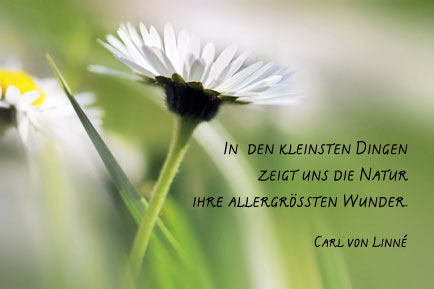 Frühlingsbild mit Spruch Gänseblümchen Nahaufnahme mit hellgrünem Hintergrund